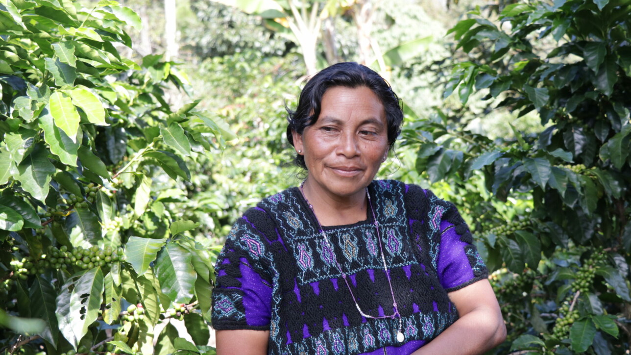 Mexico Bloom - Afbeelding 2