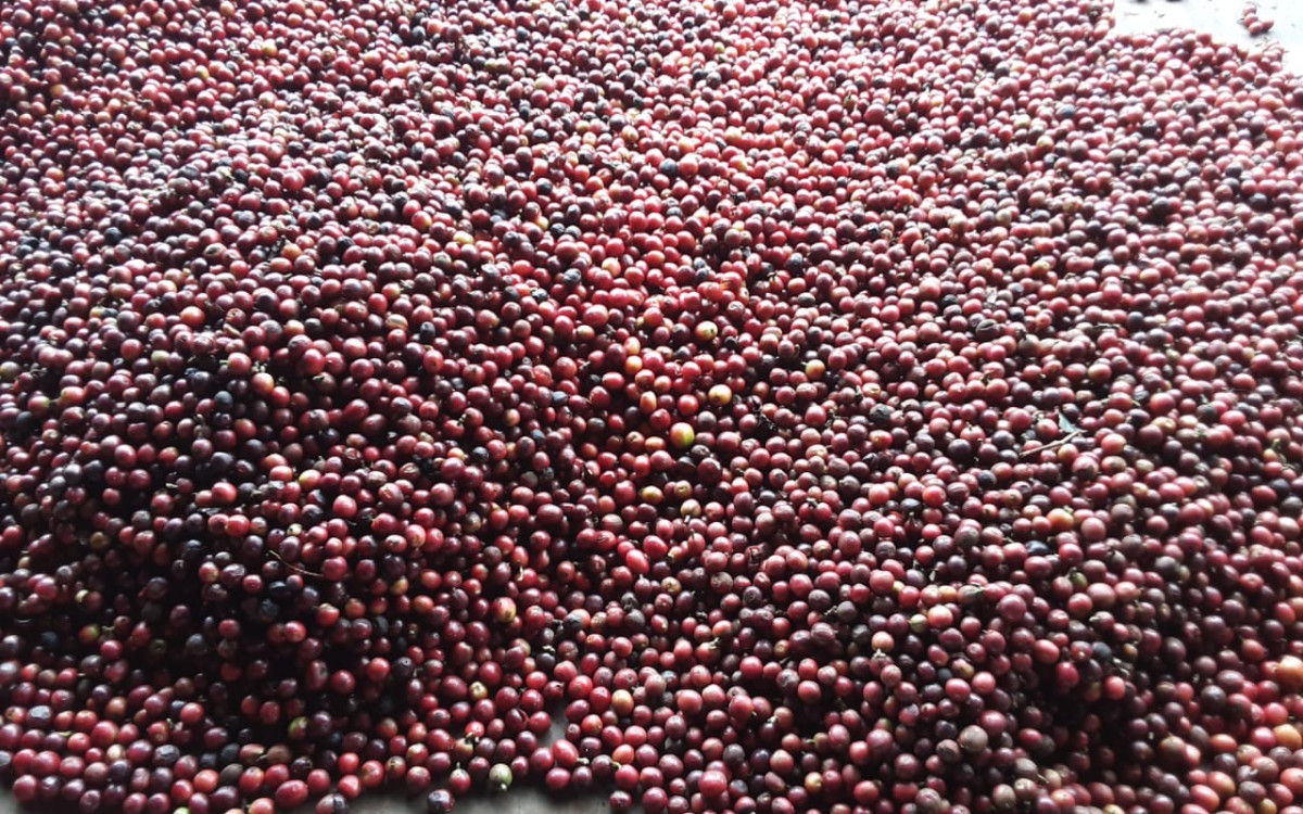 Kenya Gichathaini - Afbeelding 4