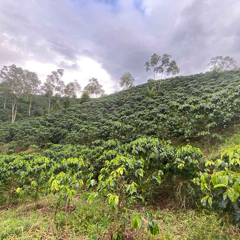 Colombia Decaf Natural - Afbeelding 2