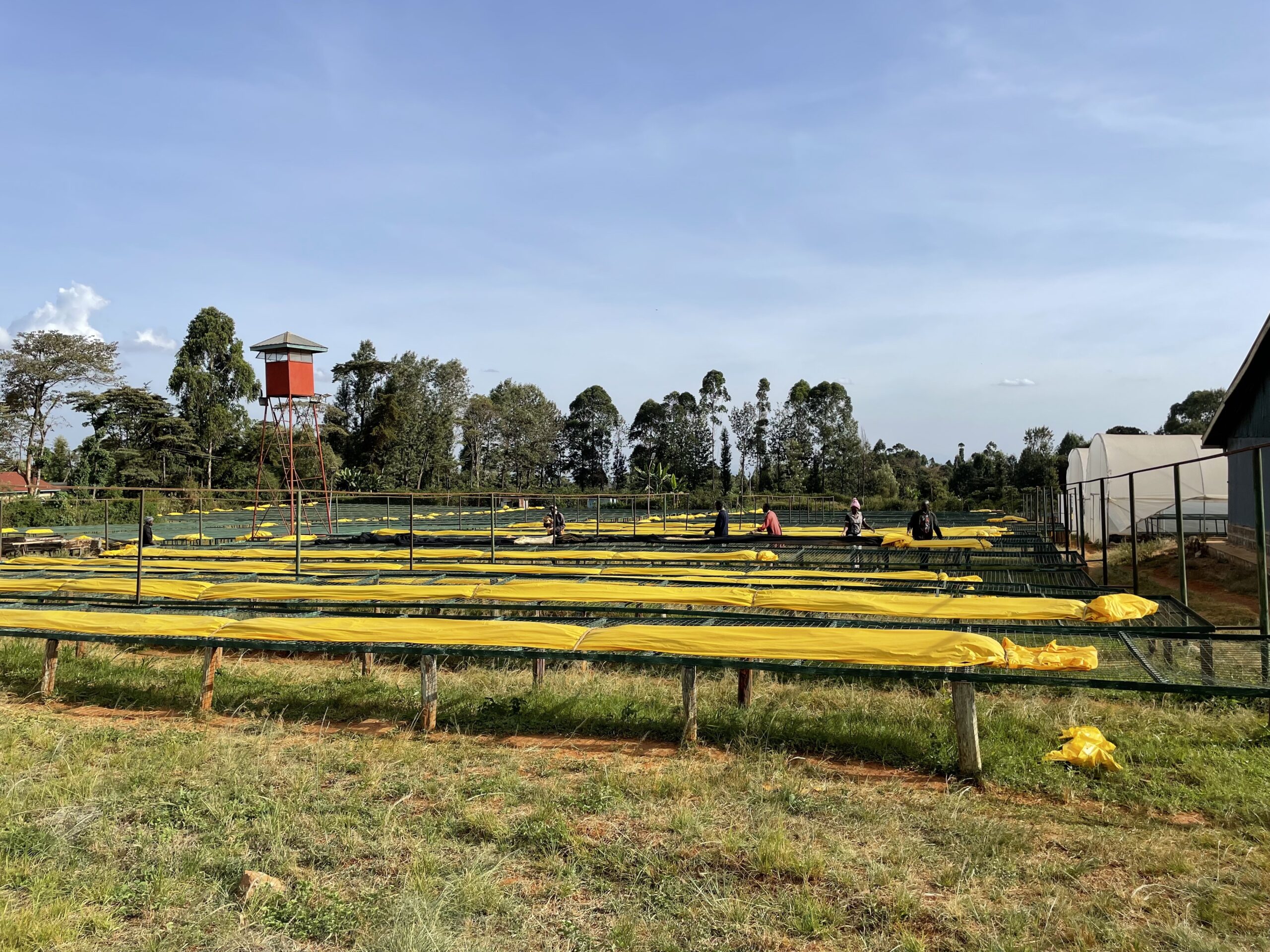 Kenya Thunguri - Afbeelding 3